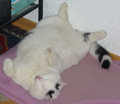 Dicky asleep